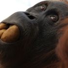 Orang Utan