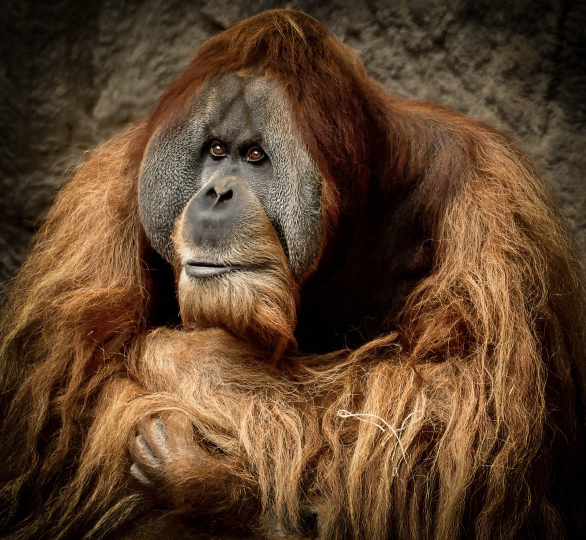 Orang Utan