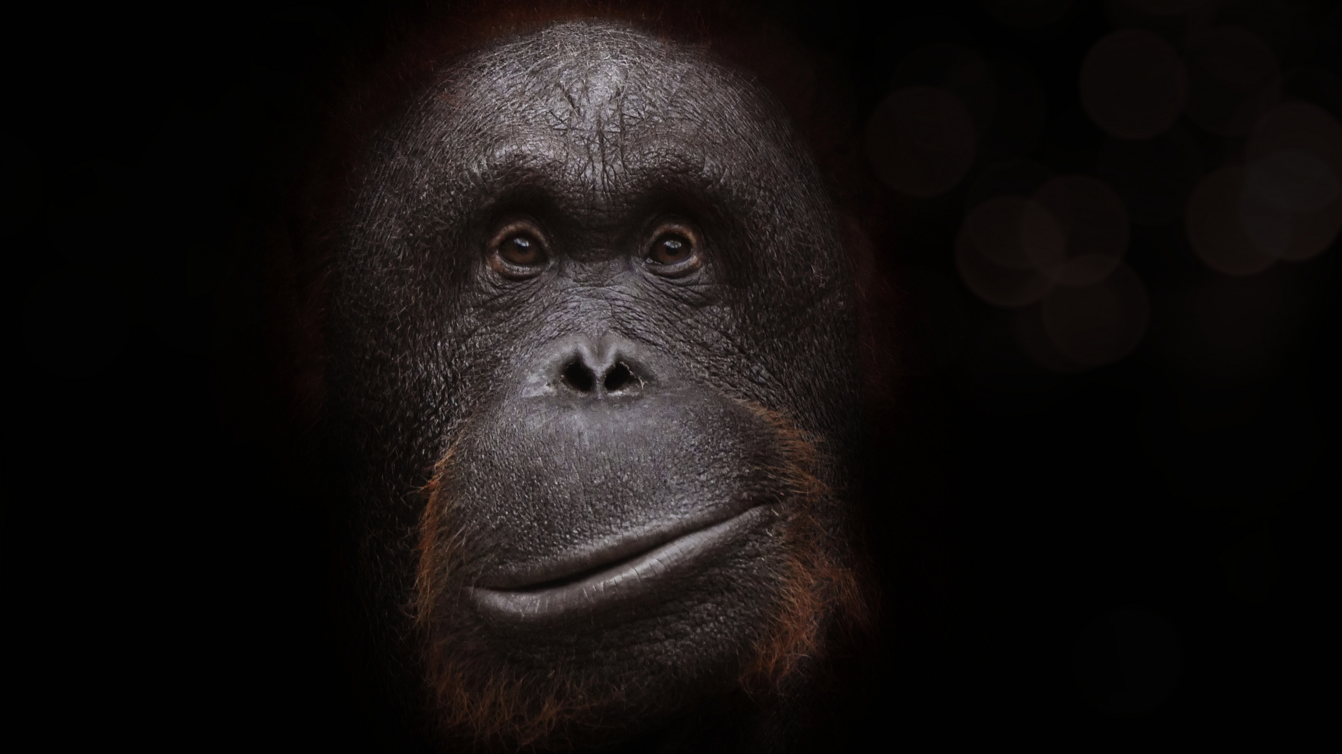 Orang Utan Foto Bild tiere zoo wildpark falknerei Orang Utan Foto Bild tiere zoo wildpark falknerei