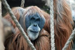 Orang Utan