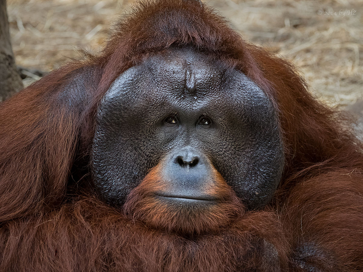 Orang-Utan