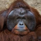 Orang-Utan