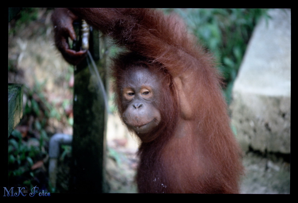 orang utan