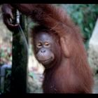 orang utan