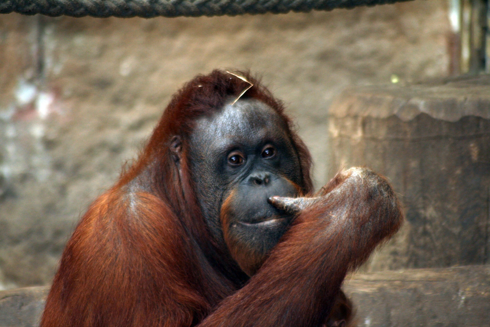 Orang Utan 3