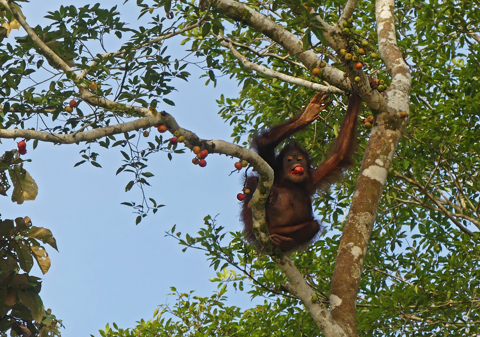 Orang Utan 3