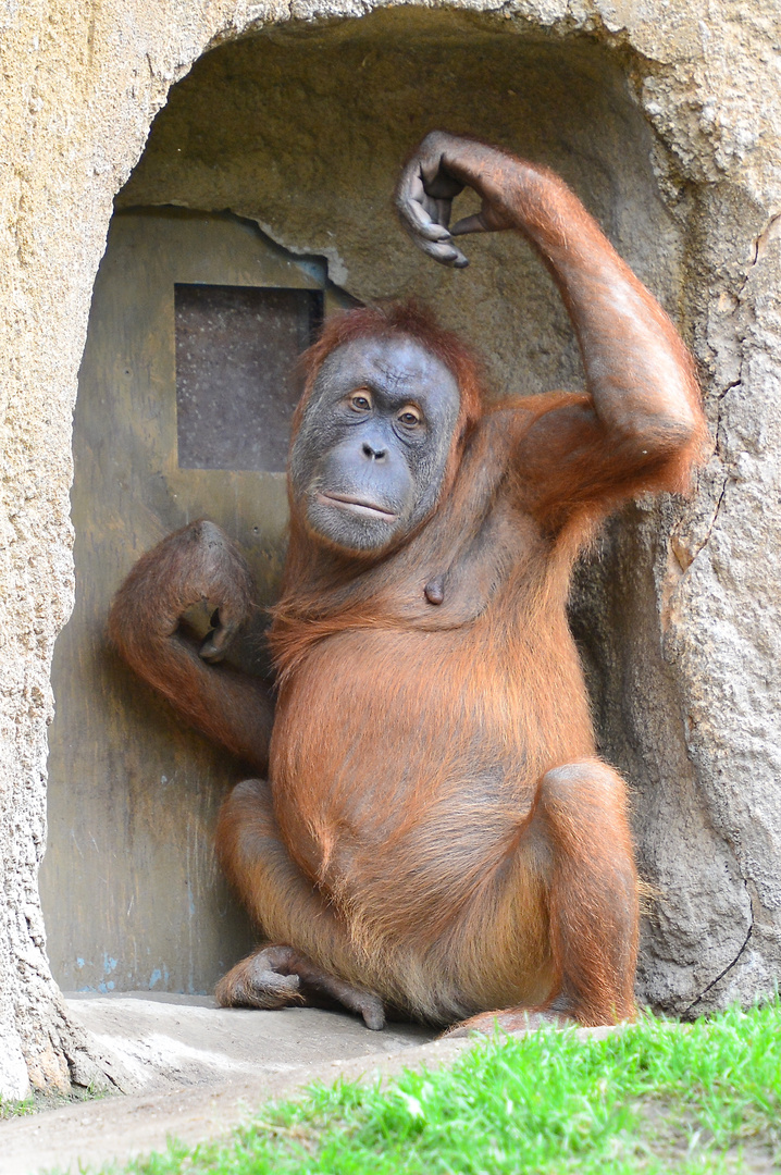 Orang Utan