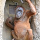 Orang Utan