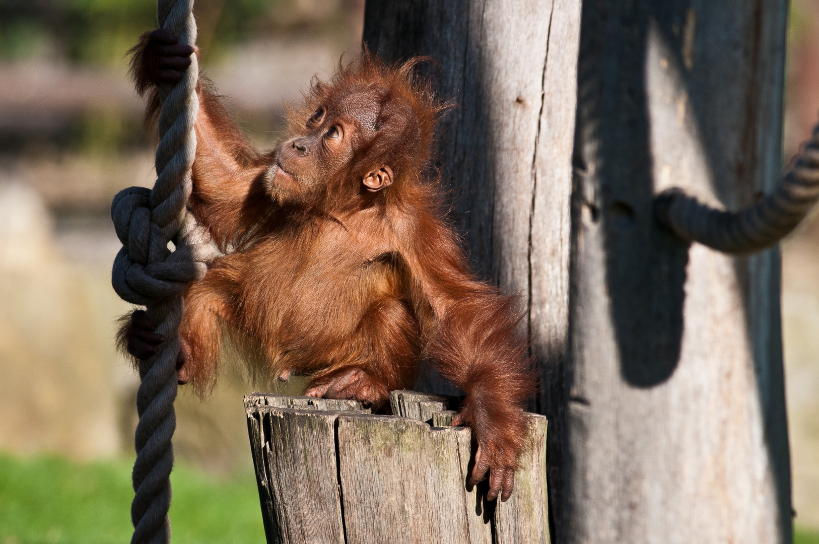 Orang Utan