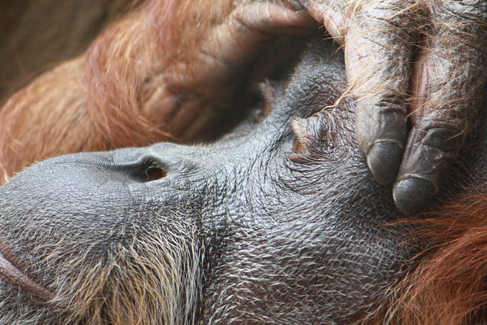 Orang Utan