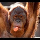 Orang Utan