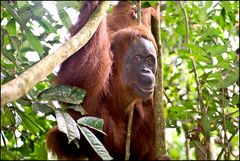 [ Orang Utan ]