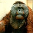 Orang Utan