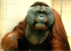 Orang Utan