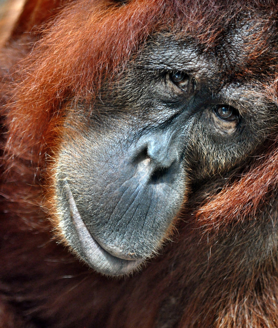 Orang Utan