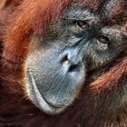 Orang Utan