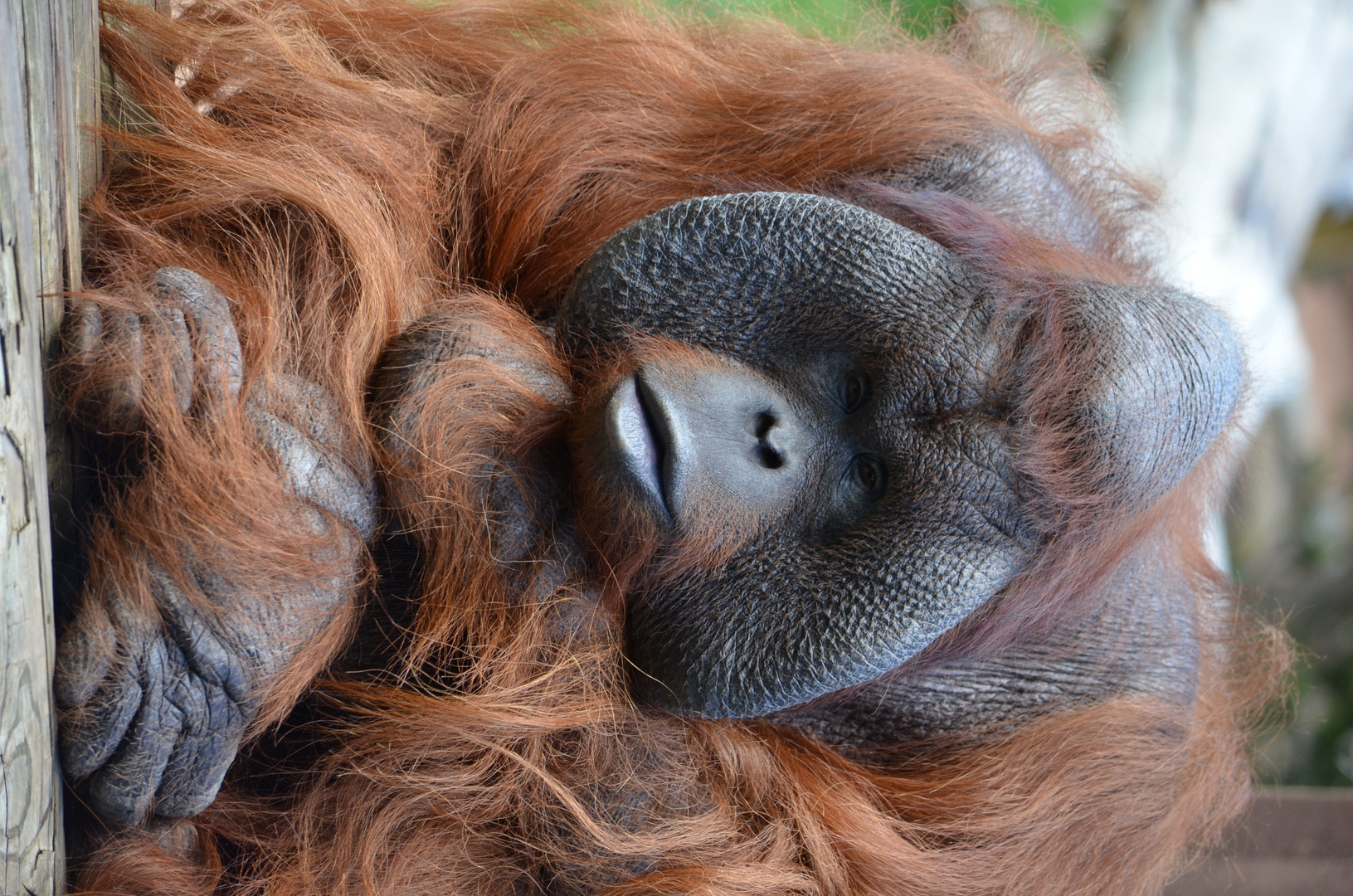 Orang Utan