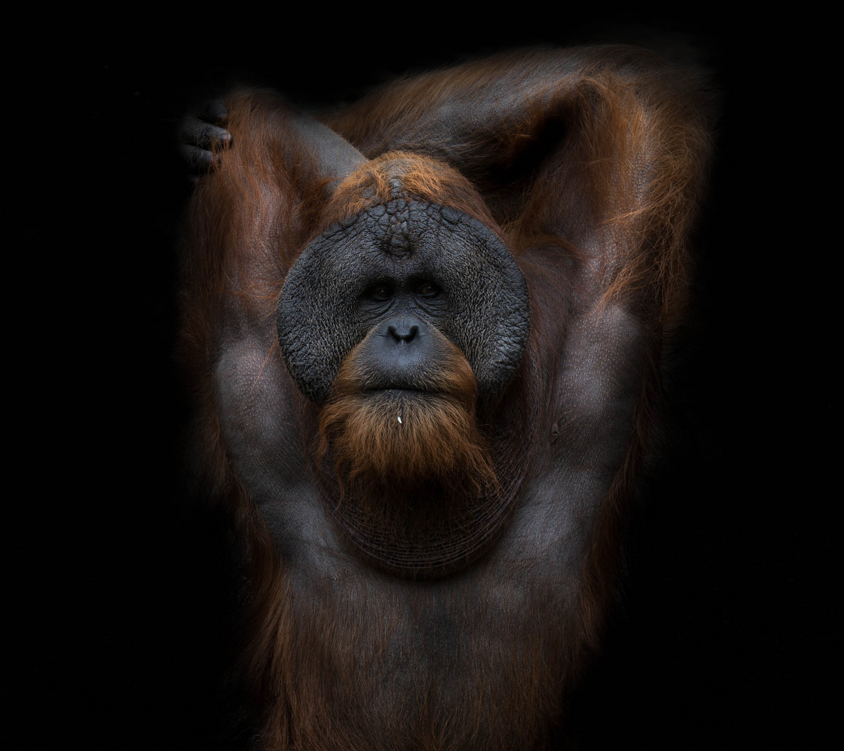 Orang Utan