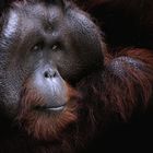 Orang Utan