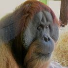 Orang-Utan