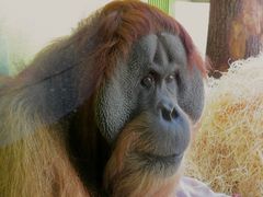 Orang-Utan