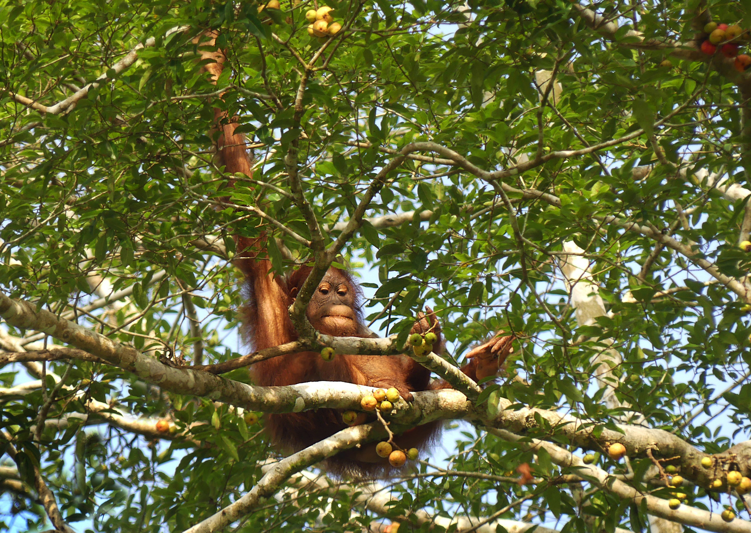 Orang Utan 4