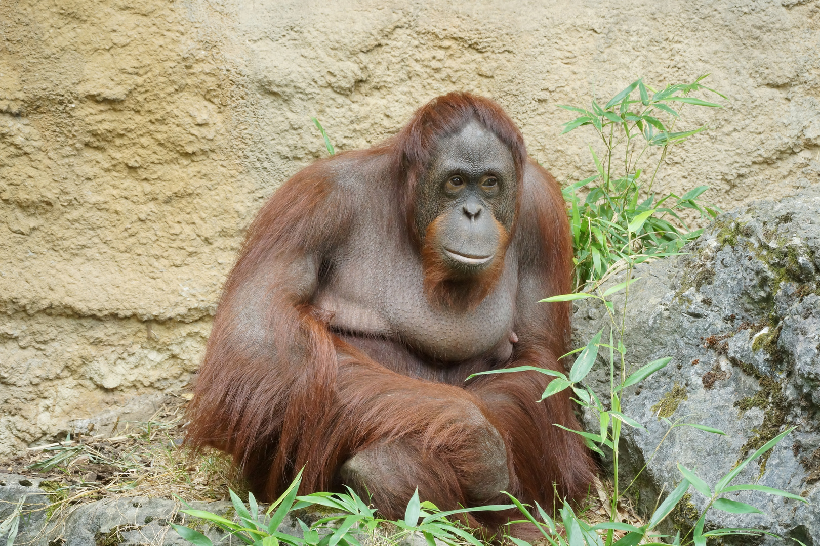 Orang Utan