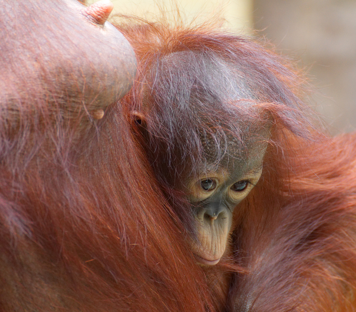 Orang-Utan