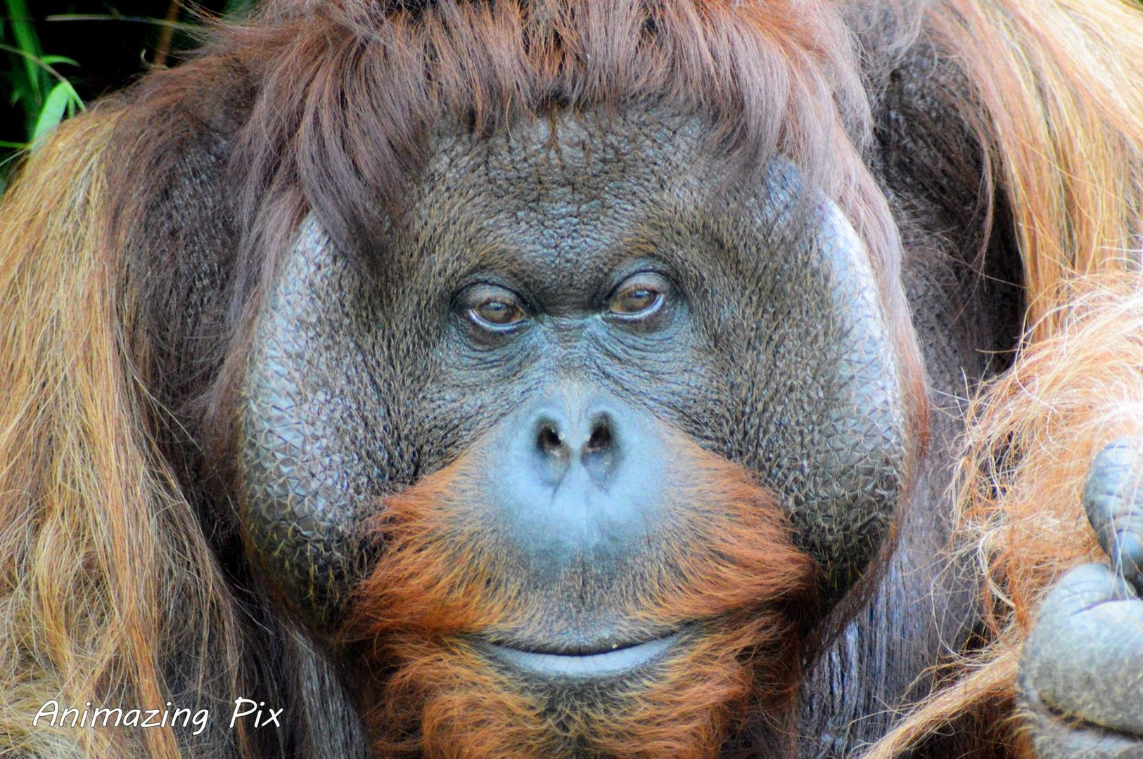 Orang Utan