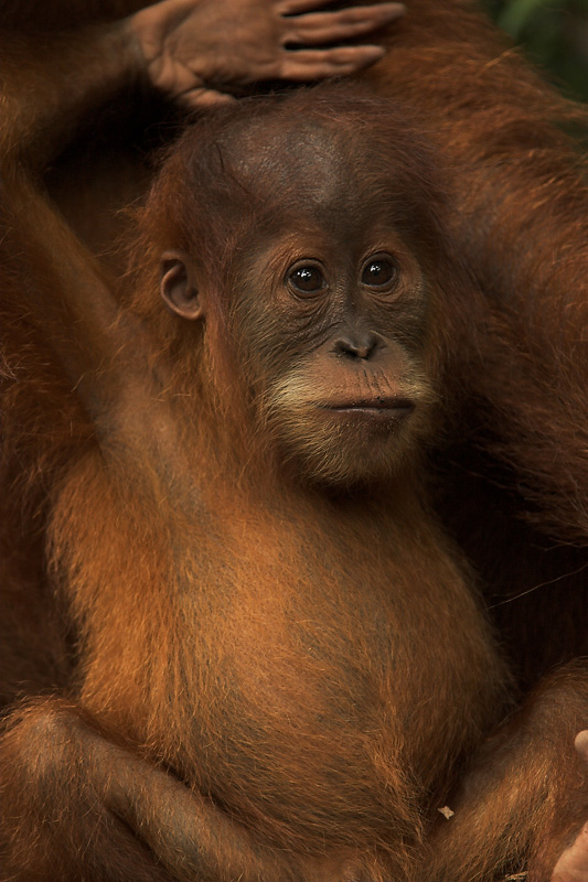 Orang Utan