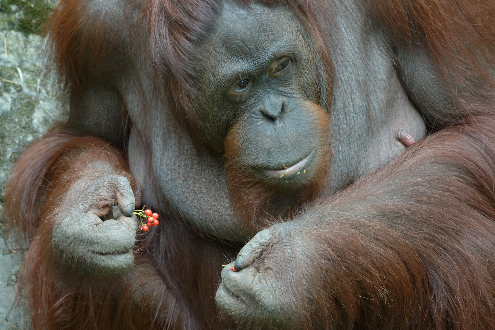Orang Utan Foto Bild Natur Zoo Tiere Bilder Auf Fotocommunity