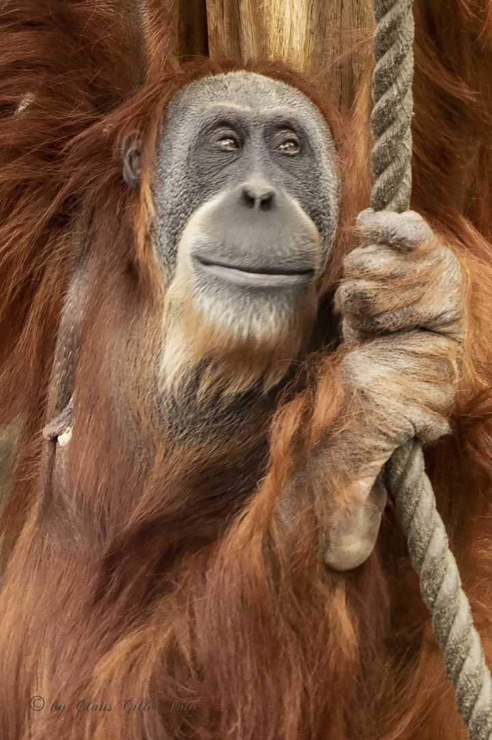 Orang Utan 