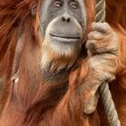 Orang Utan 