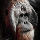 orang utan