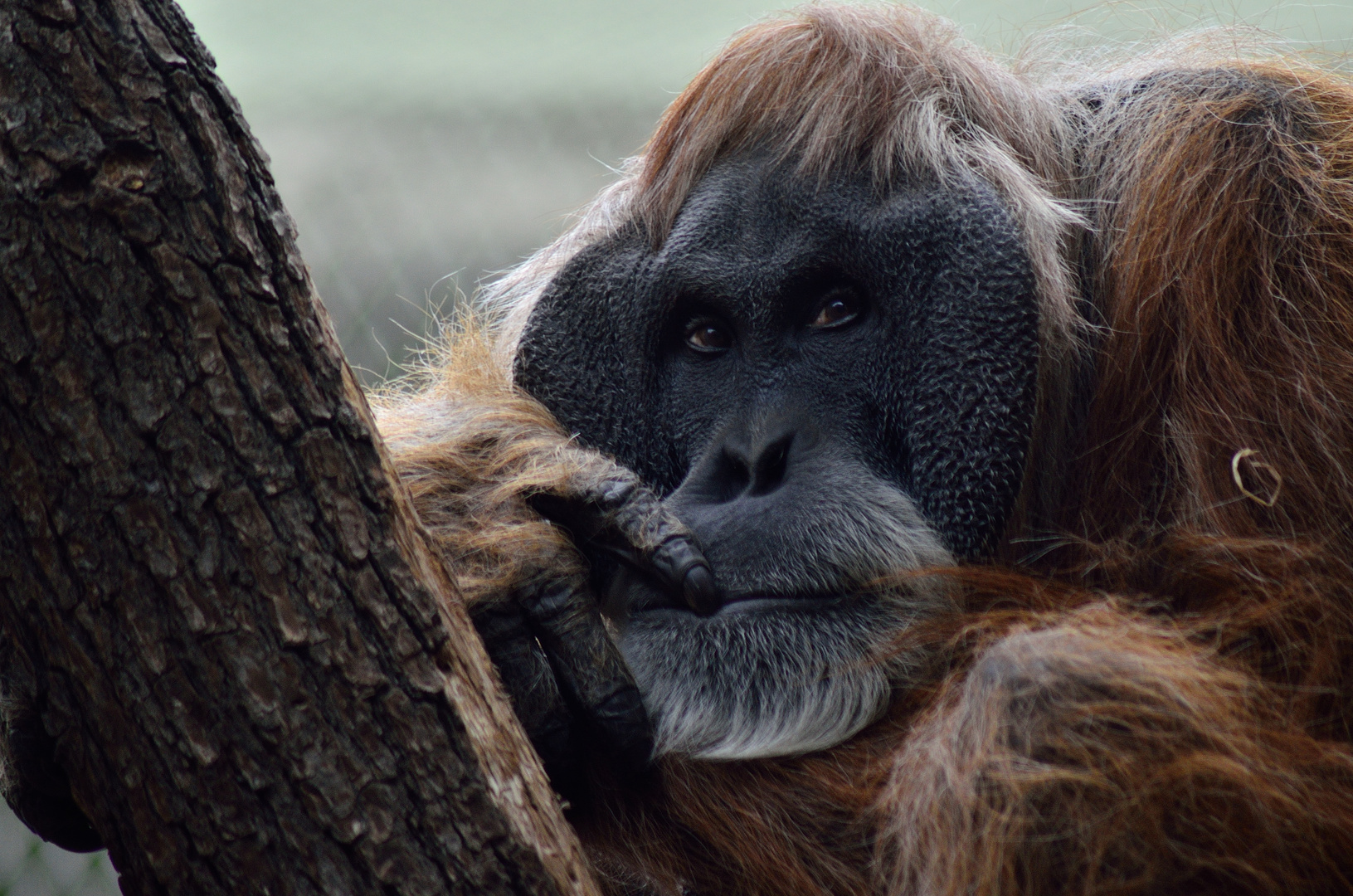 Orang Utan Foto Bild tiere zoo wildpark falknerei Orang Utan Foto Bild tiere zoo wildpark falknerei