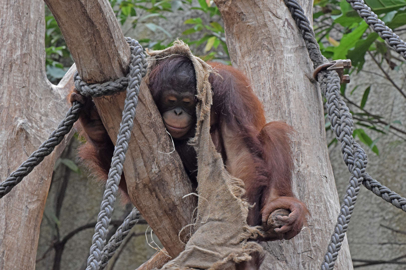 Orang Utan