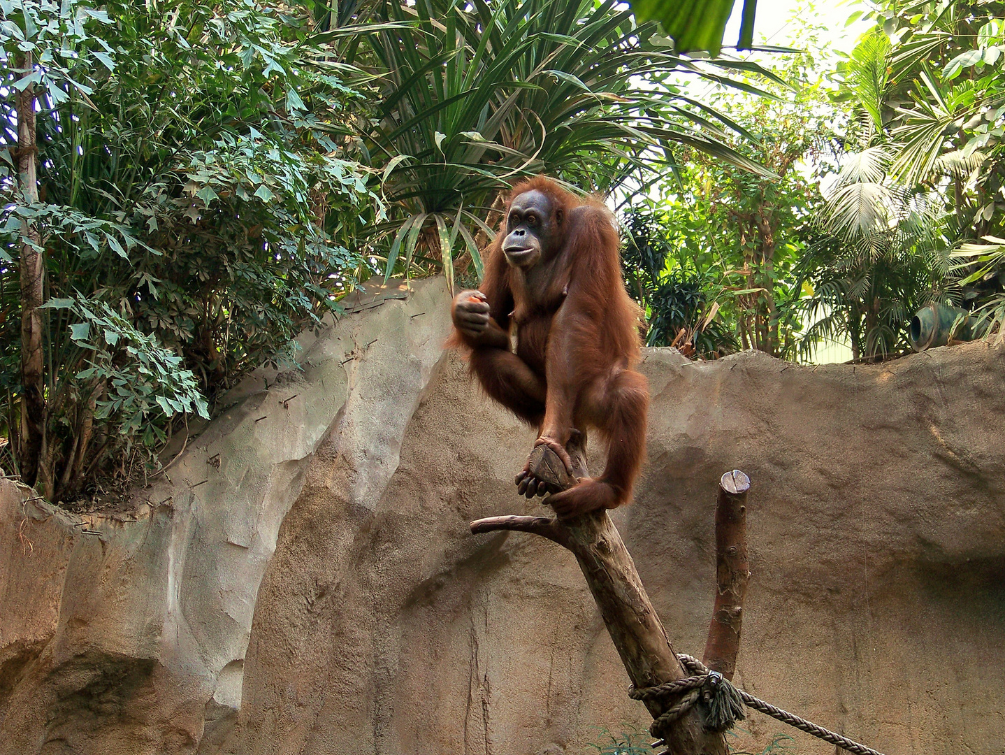 Orang Utan