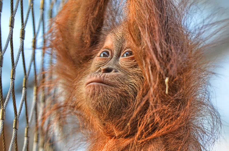 Orang Utan