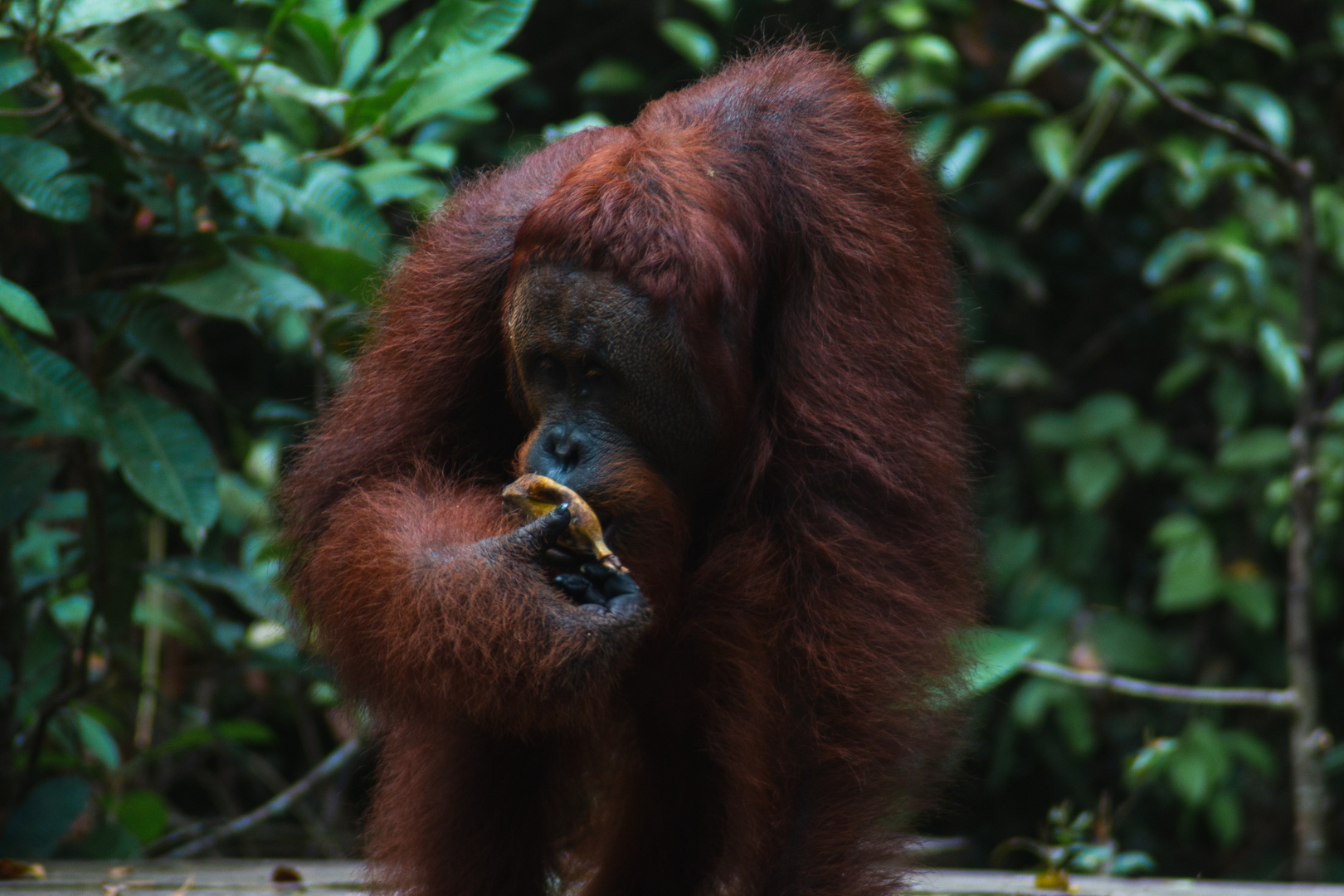 Orang-Utan