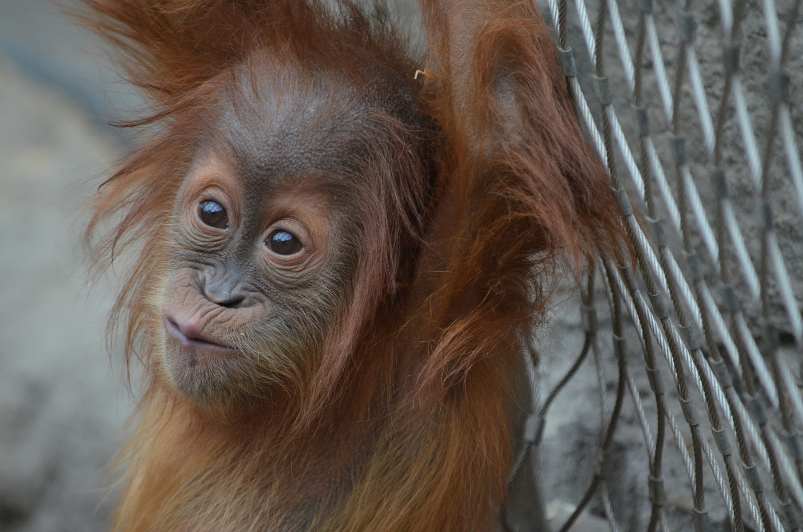 Orang Utan