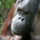 Orang Utan