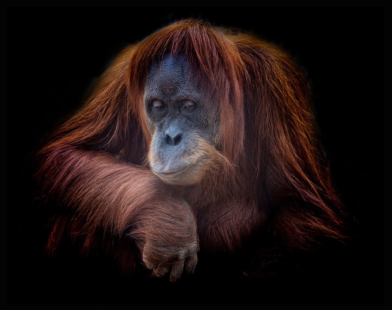 Orang-Utan