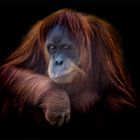 Orang-Utan