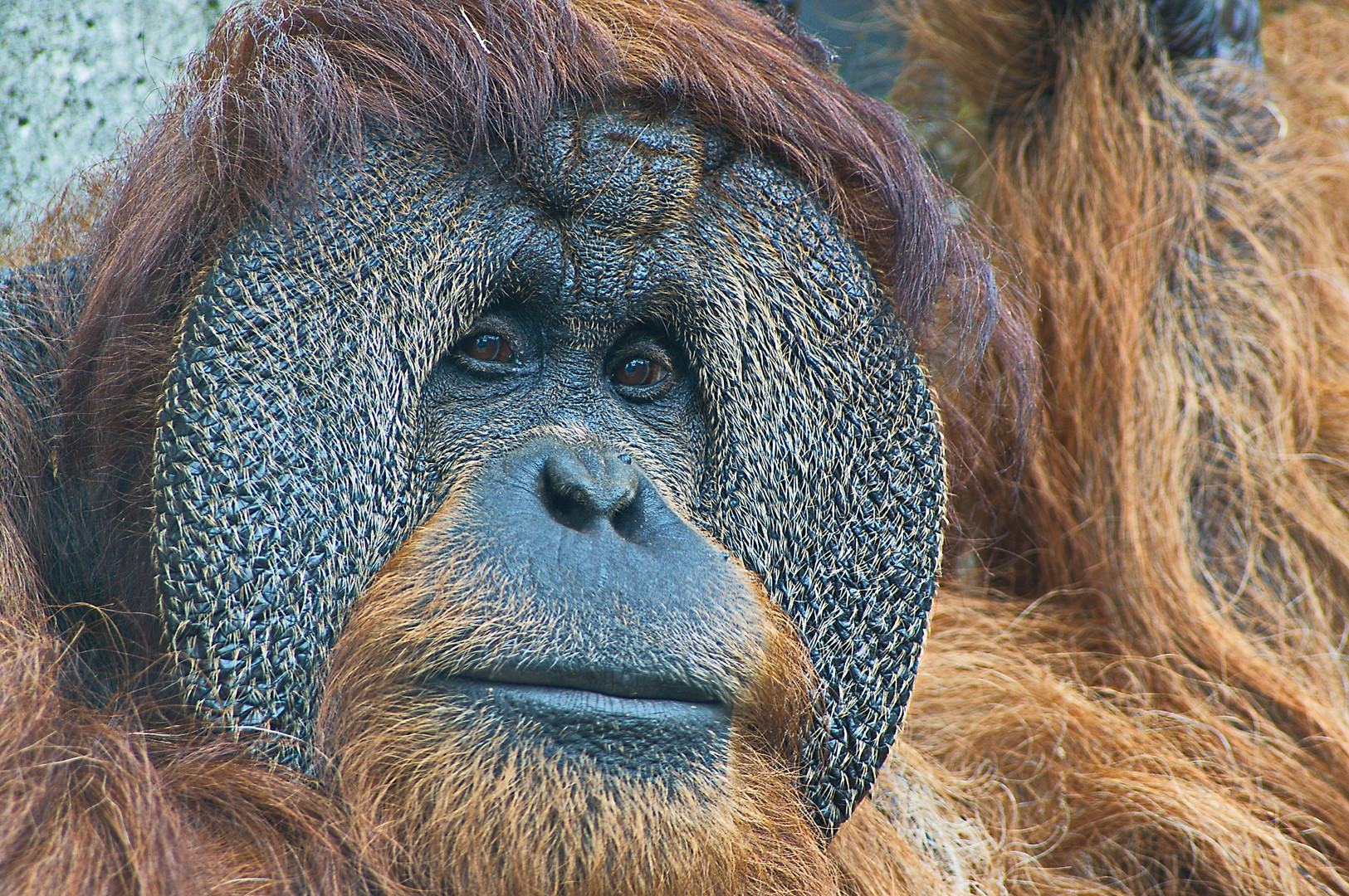 Orang-Utan