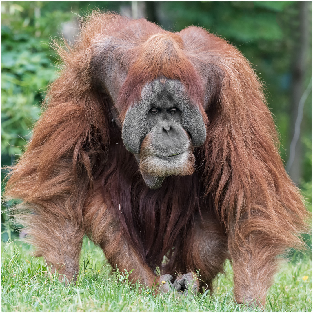 Orang-Utan 