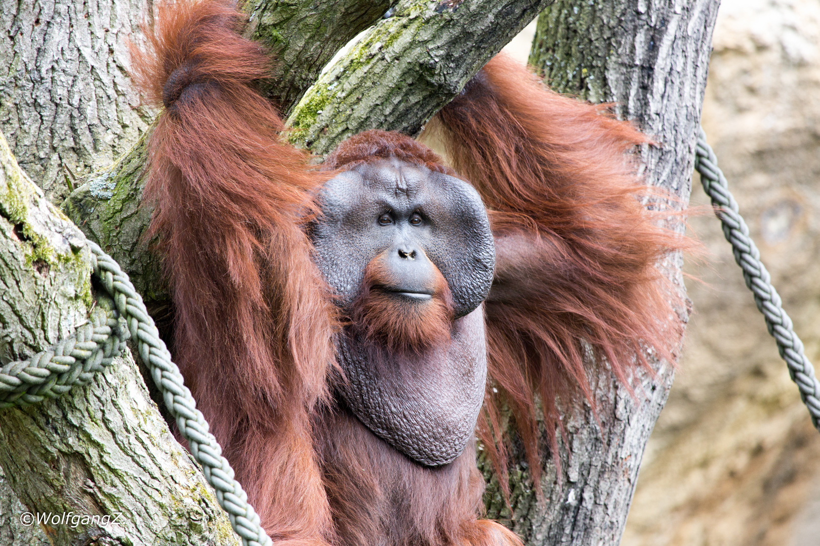 Orang-Utan