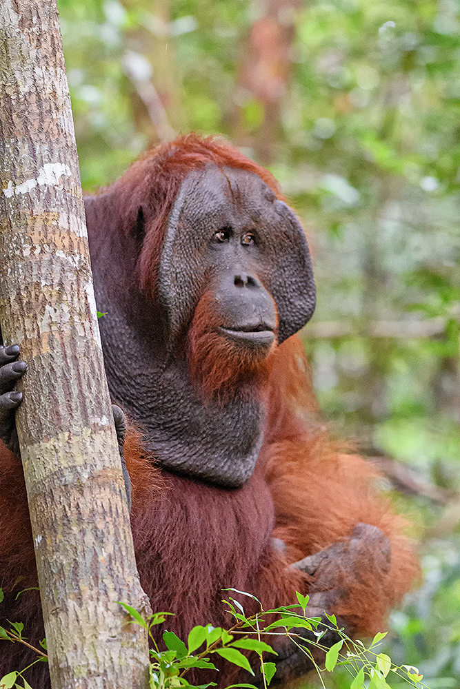 Orang Utan