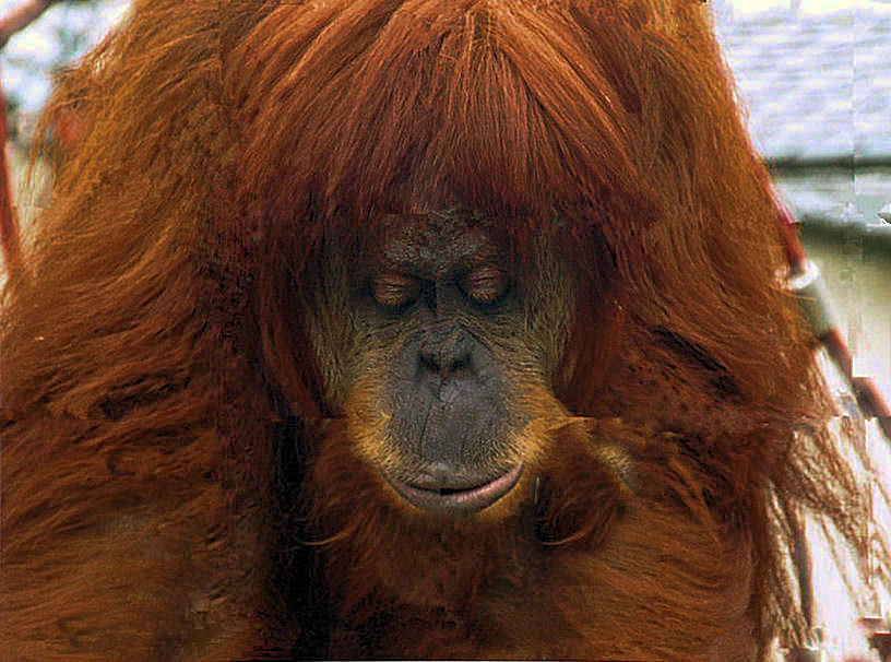 Orang Utan