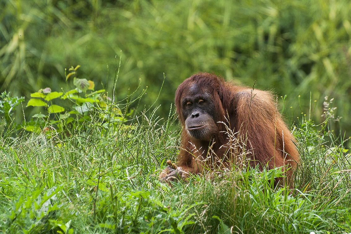 Orang-Utan