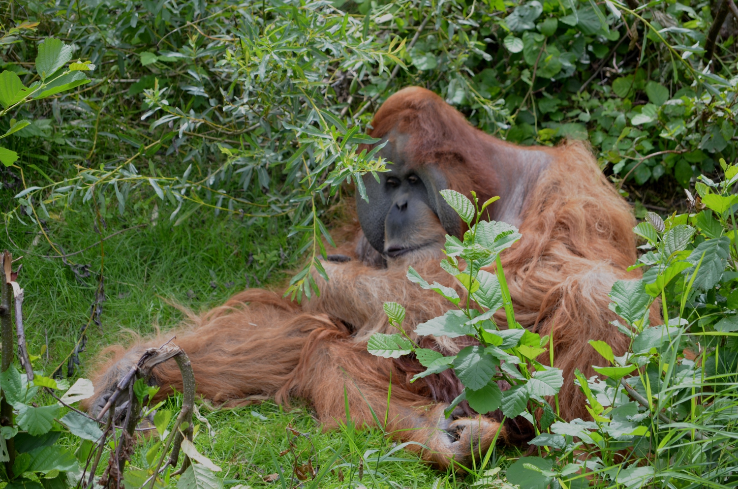 Orang-Utan